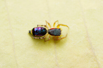 Metallic Jumping Spider - Chrysilla sp , Saswad , Maharashtra , India