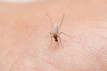 Mosquito on Skin, Mansonia sp , Satara , Maharashtra , India