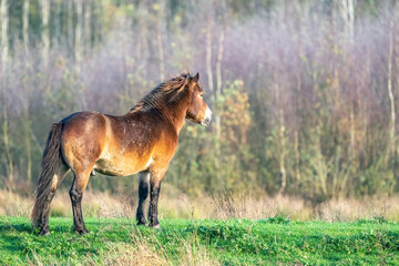 A wild brown Exmoor pony, against a against a forest and reed background. in the nature reserve at Fochteloo, autumn colors in winter. The Netherlands. Selective focus, lonely, one animal.
