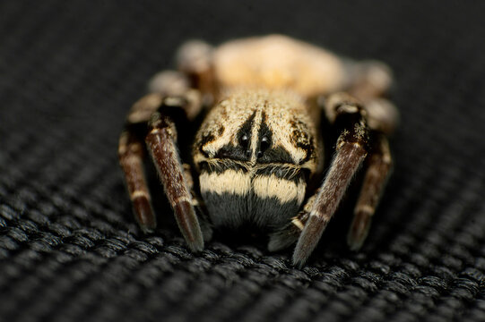 Face of Social Spider - Stegodyphus sp , Eresidae , Habitat , Dry deciduous forests , Moist deciduous forests , Distribution-Asia, Africa and Europe