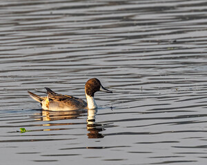 A northern pintail swimming