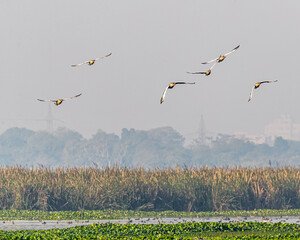 A group of greylag goose