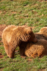 Beautiful portrait of a bear cub vertically puts its snout on top of the mother in the natural park of cabarceno, cantabria, spain, europe