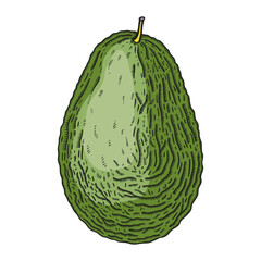 Naklejka premium Hand-drawn avocado illustration. Ripe fruit sketch in engraved style. Raw fresh vegetables isolated on white background. Healthy vegetarian food vector drawing in color