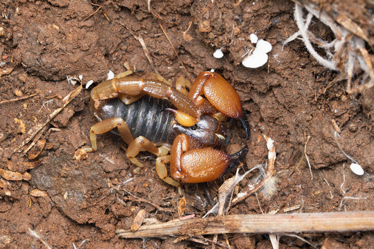 Resting position of bulky forest scorpion,  Heterometrus xanthopus, Satara, Maharashtra, India