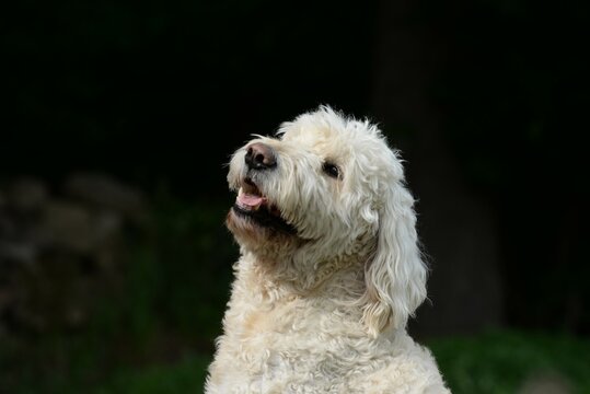 Designerhund, sch&ouml;ner wei&szlig;er Labradoodel am Waldrand