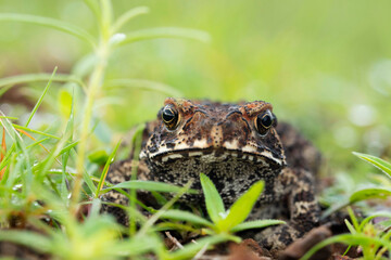 Ridged Toad,  Duttaphrynus parietalis, Maharashtra, India