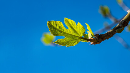Green leaves of a fig tree and small fruits against a blue sky. Ecological agriculture. Garden care concept