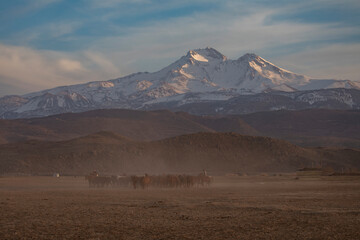 Wild horses roam freely on the slopes of Mount Erciyes, an extinct volcano. Kayseri / Turkey.