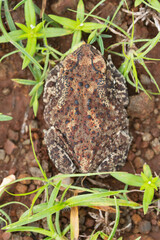 Ridged Toad Dorsal, Duttaphrynus parietalis, Maharashtra, India