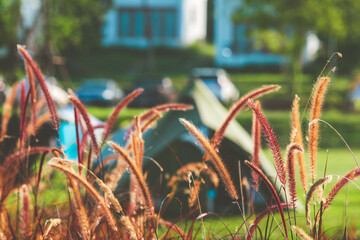 Focused on beautiful grass flowers with camping ground on the background. 