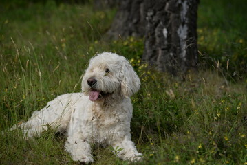 Designerhund, schöner weißer Labradoodel am Waldrand