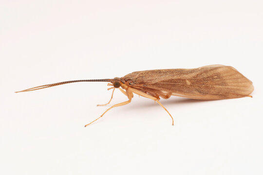 Caddisfly,  Hydropsyche pelluidula, Satara, Maharashtra, India
