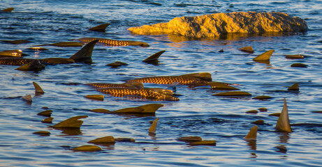 Golden colors on these fish from a reservoir at sunset