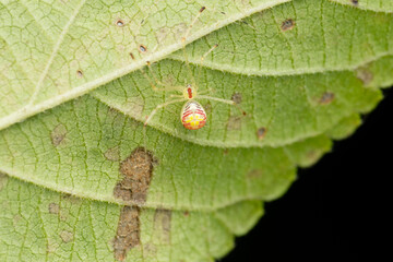 Comb footed spider,  Meotipa picturata, Satara, Maharashtra, India