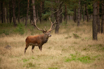 deer in the middle of nature, walking in the woods, in the woods of holland