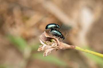 Flea beetle mating,  Altica oleracea, Satara, maharashtra, India