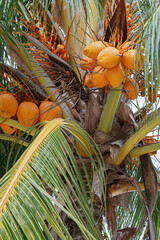 Coconut Palm Tree, Cocos nucifera,  with a blue sky