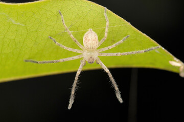 Light giant crab spider,  Olios milletti, Satara, maharashtra, India