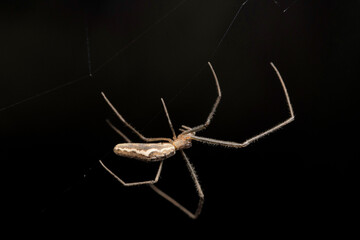 Long jawed orb weaver,  Tetragnatha viridorufa,  Satara, Maharashtra, India