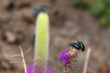 Mass mating of Flea beetle,  Altica oleracea, Satara, maharashtra, India