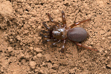 Trapdoor spider,  Idiops nilgiri, Satara, Maharashtra, India