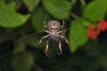 Ventral of Ball like orb weaver,  Poltys spectabilis, Satara, Maharashtra, India