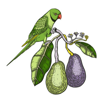 Decorative composition with avocado and green parrot. Colorful avocado branch with flowers, leaves and two whole fruit illustration. Exotic plant and Indian ringneck parrot drawing.