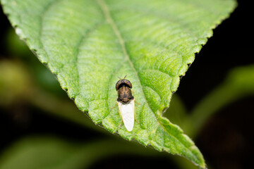 Dorsal of Signal fly,  Stratiomys viridula, Satara, Maharashtra, India