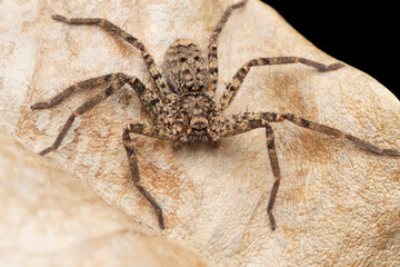 Huntsman spider,  Heteropoda jugulans, Satara, Maharashtra, India