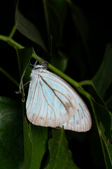 Indian wanderer butterfly,  Pareronia hippia, Satara, Maharashtra, India