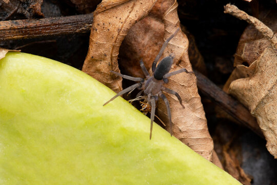 Ground spider,  Prodidomus rufus, Satara, Maharashtra, India