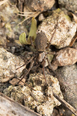 Stealthy ground spider,  Gnaphosa montana, Satara, Maharashtra, India