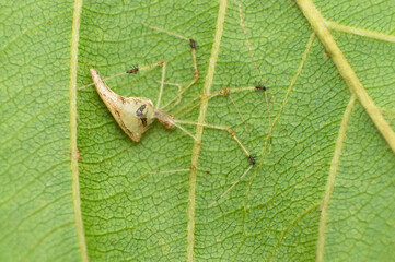 Comb footed spider - Meotipa sp. , resting under leaf, Amba , Kolhapur , Maharashtra , India