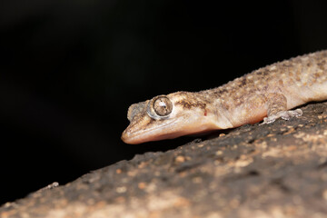 Murray's House Gecko, Hemidactylus murrayi, Gekkonidae