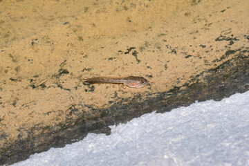 Subadult Tadpole of Microhyla ornata, Satara, Maharashtra, India