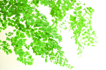 フレッシュなアジアンタムの葉の背景、緑の植物の背景素材、爽やかなグリーンの背景