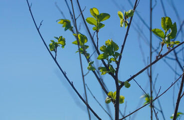 tree branches with young green leaves against a blue sky forest summer. sunny spring. summer background.