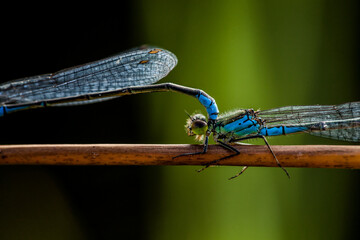 dragonfly in nature mating, wings forest colors