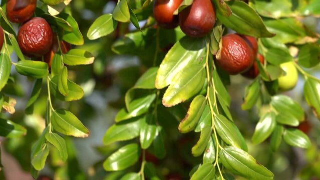 Jujube Orchard. Ripe fruit on the branches of the tree. Growing Ziziphus (Chinese Date, Common Jujuba) Plant, Organic Garden