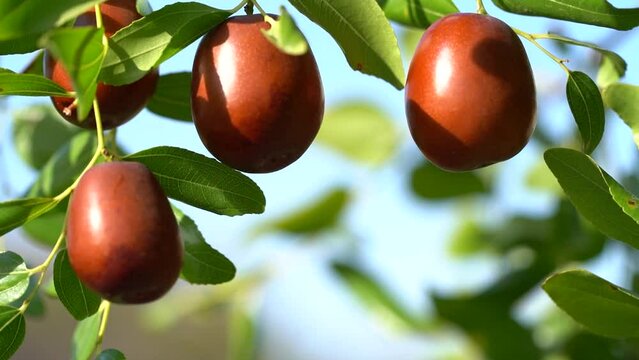 An abundance of fruit marmalade or Chinese dates on a tree in the home garden. Ripe unabi fruits on a tree branch swaying in the wind against the blue sky. Close-up of branches with ziziphus fruits.