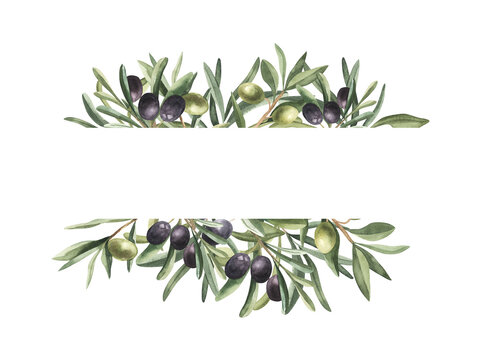 Floral Split border, Green Olive Frame, Watercolor Floral Border with Olive branches, Olive Berries and Branches Border, Hand painted Exotic illustration on white background