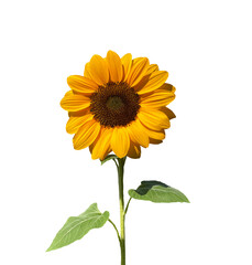 sunflower isolated transparency background. - 558622579