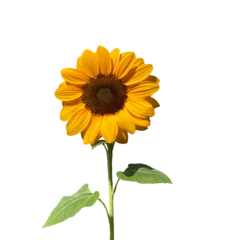 Rolgordijnen sunflower isolated transparency background. © moderngolf1984