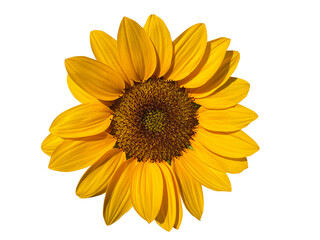 Fototapeta premium sunflower isolated transparency background.