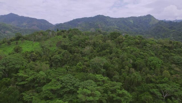 Drone shot of dense forest. jungle stock videos.