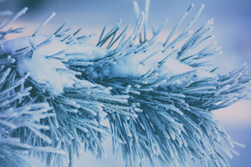 Pine branches covered with rime. Nature winter background. Winter nature. Snowy forest. Christmas background