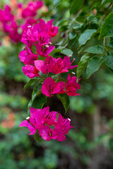 Closeup of deep pink bougainvillea flowers in the garden. Selective focus. 