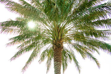 palm tree in sunshine at park 