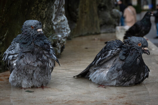 A pair of rough looking street pigeons with ruffled feathers known locally as flying rats take a bath near a statue in the street of Amsterdam